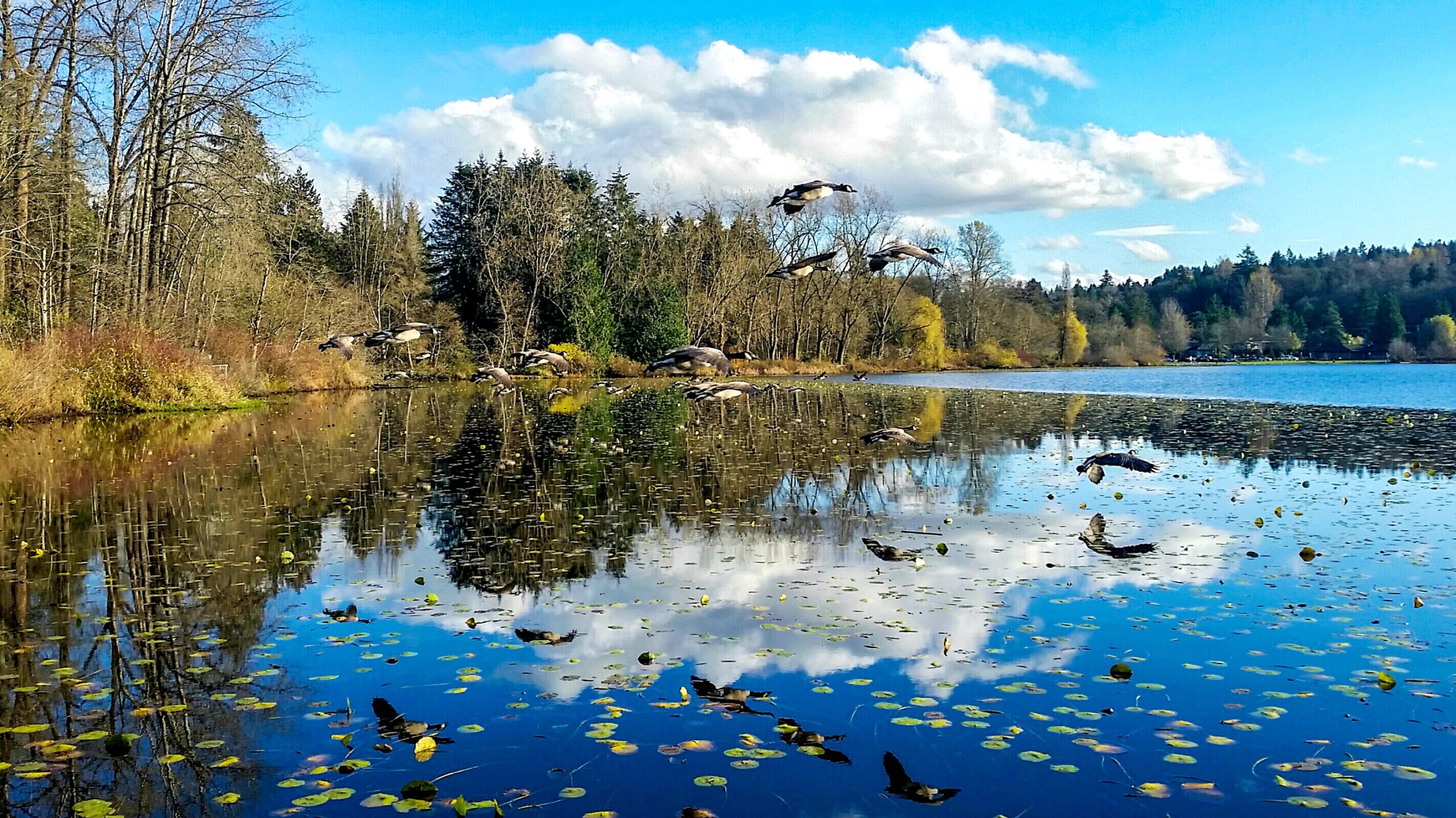 Central burnaby lake